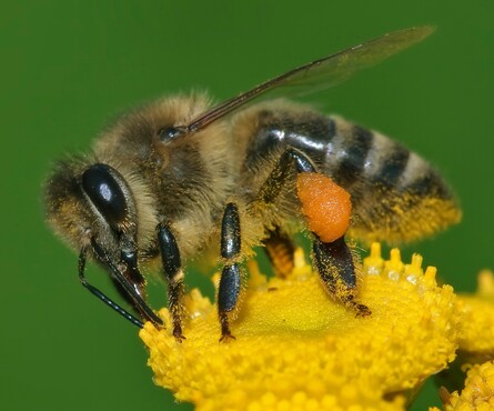 Event image for Walkie Talkie: Save the bees