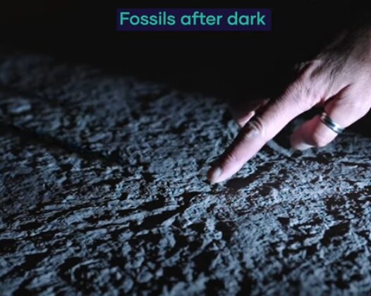 Fossils after dark | British Science Festival 2022